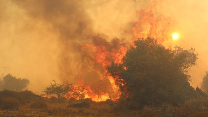 Dikili'de Orman Yangını Kontrol Altına Alındı