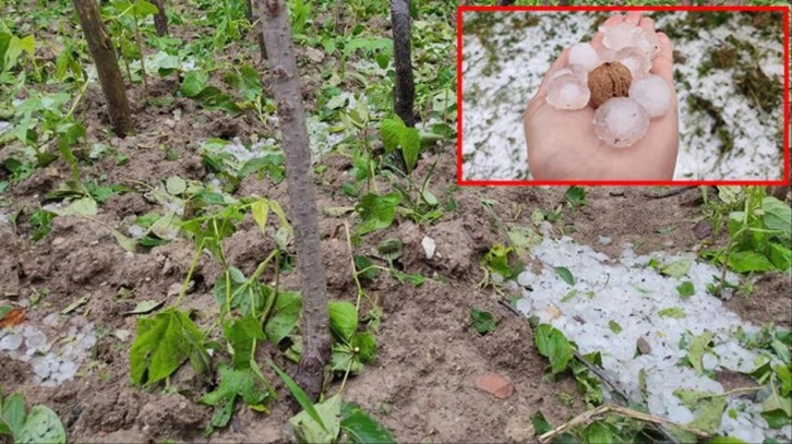 Kastamonu'ya ceviz büyüklüğünde dolu yağdı, ağaçlar zarar gördü