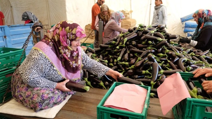 Orhangazi'de patlıcan hasadı şenliği