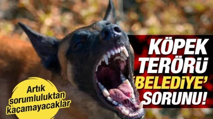 Sokak Köpekleri Tehlikesi Artıyor: Meclis Genel Kurulu'nda Düzenleme Yapılacak