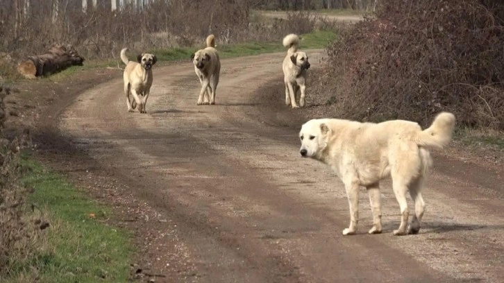 Yapraklı Köyünde Saldırgan Köpekler Tehlike Saçmaya Devam Ediyor