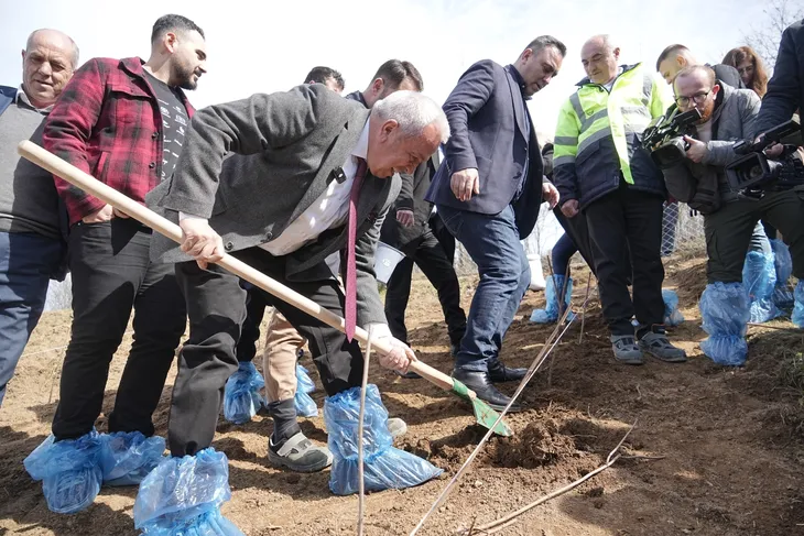 6 dekarlık alana ahududu dikildi