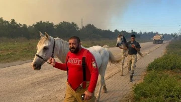 Alevler fakülteye kadar geldi: Atlar tahliye ediliyor