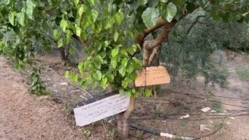 Bursa'da ilginç bir dut ağacı mesajı!