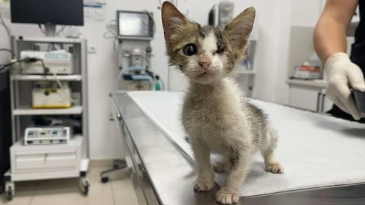 Çöpte bulunan kedi yavrusuna ilk müdahale yapıldı.