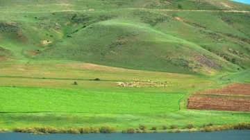 Erzurum İlinde Hayvancılıkta Önemli Bir Rol Oynayan Çayır-Mera Alanları ve Yem Bitkileri Üretimi