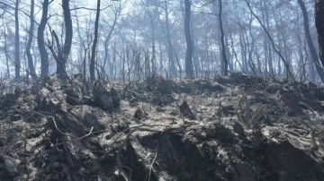 Menderes'teki Orman Yangınıyla İlgili Şüpheliler Tutuklandı
