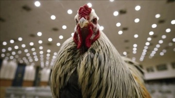 Tavukların Duygusal Tepkileri Yüzlerinden Okunuyor